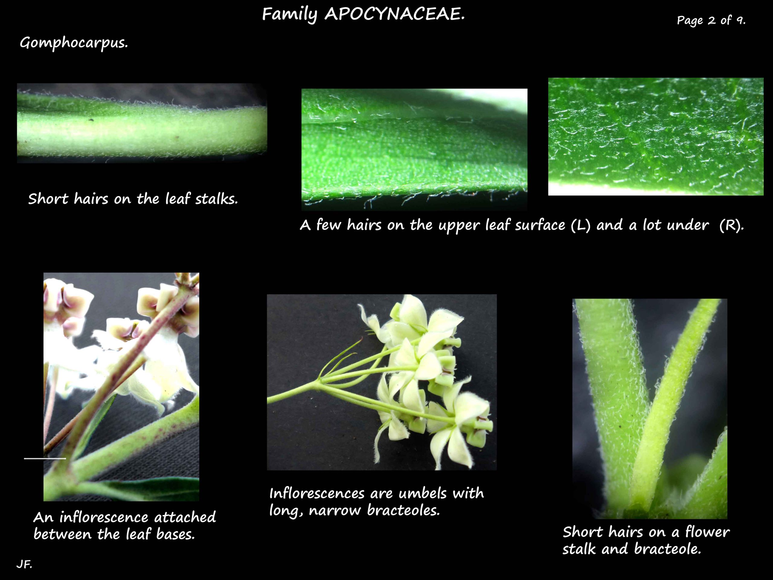 2 Gomphocarpus leaf hairs & inflorescences